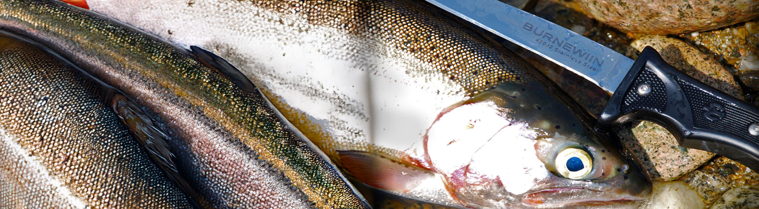 A close-up view of the Burnewiin KN3610 Fillet Knife and a some fish, both on some rocks and waiting for meal preparation.